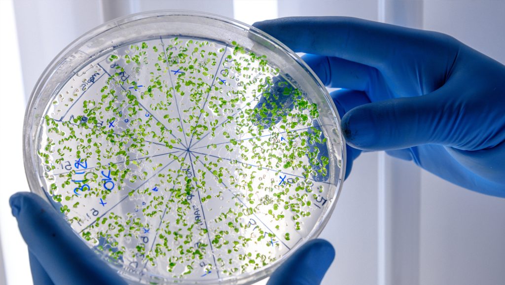 Microbiology laboratory at Tarlac Medical Center performing diagnostic microbiology and antimicrobial testing